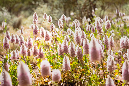 Native flowers found at Valley of the Winds, Kata Tjuta photo