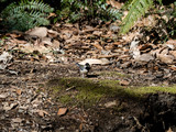 Japanese tit looks for food on forest floor 2