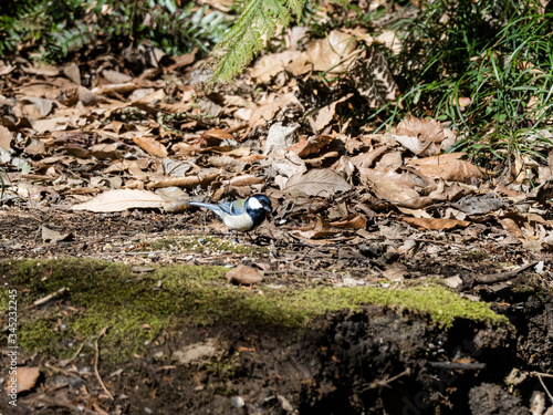 Japanese tit looks for food on forest floor 5
