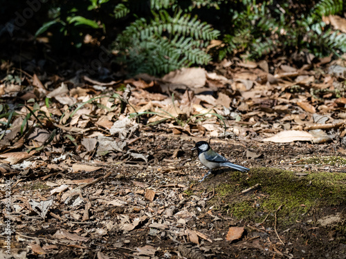 Japanese tit looks for food on forest floor 1