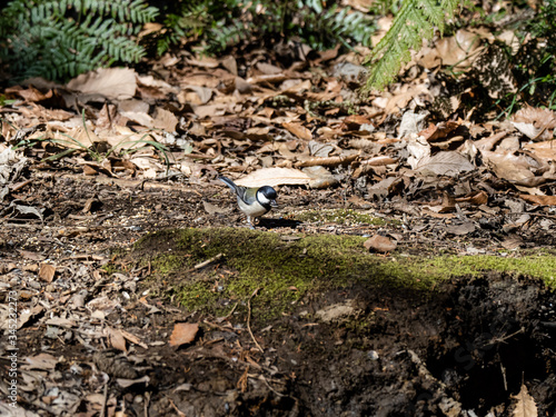 Japanese tit looks for food on forest floor 6
