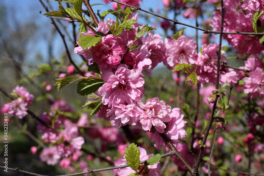 Cherry blossom