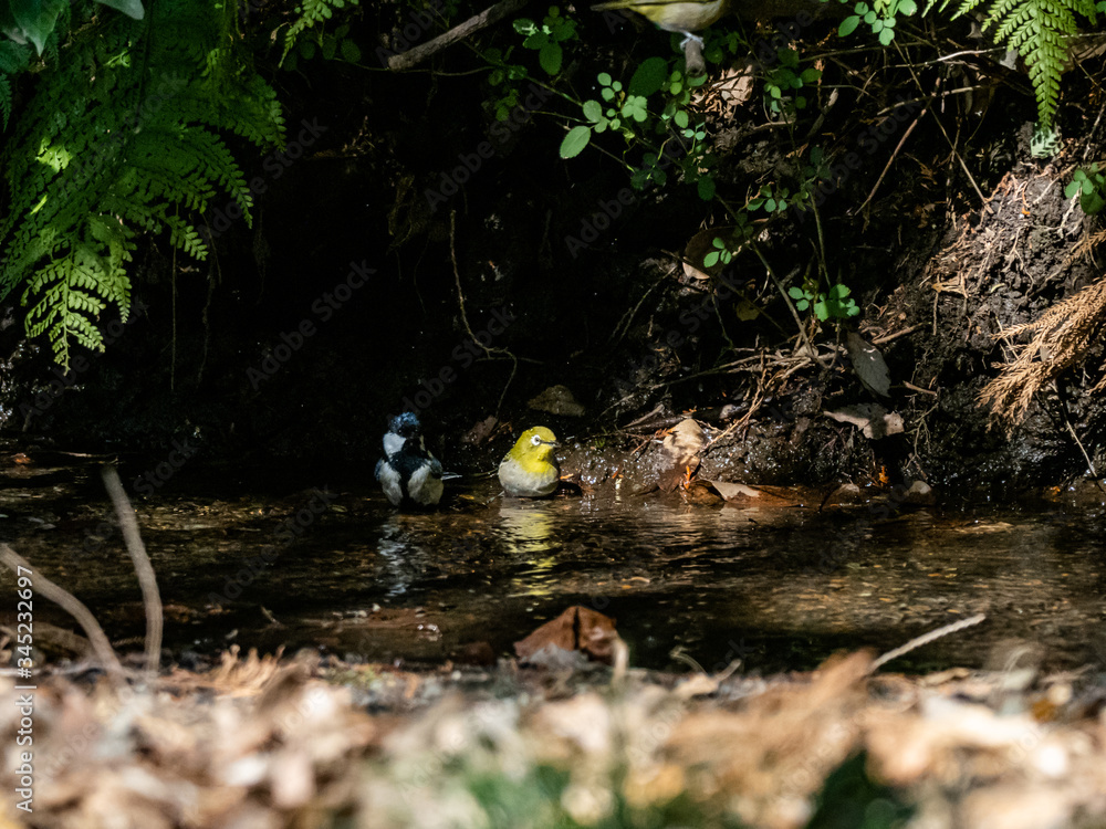 warbling white-eye and Japanese tit in a stream 2 warbling white-eye and Japanese tit in a stream 2