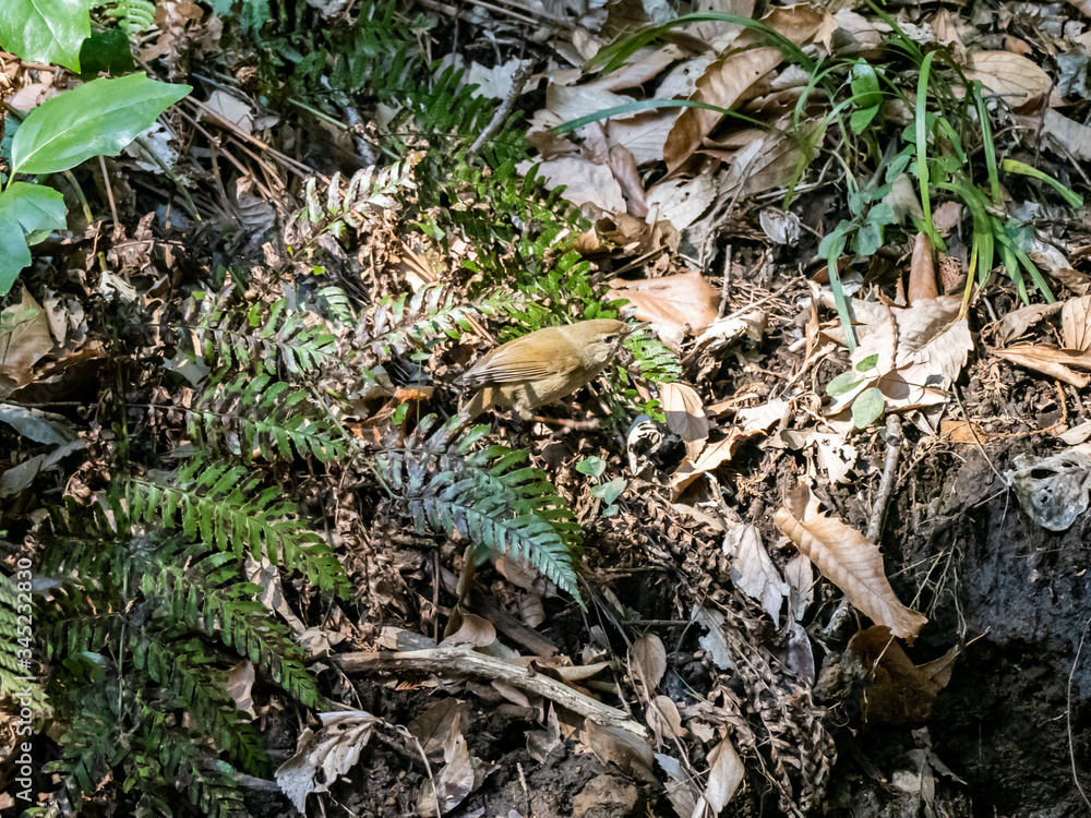 Japanese bush warbler in forest undergrowth 3 Japanese bush warbler in forest undergrowth 3