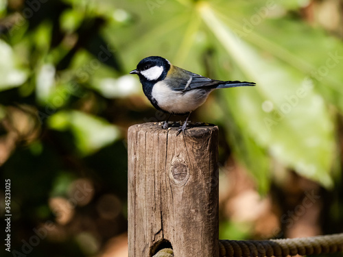 Japanese tit on fence post in a forest park 7