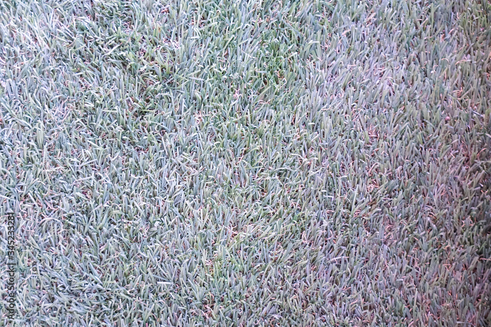 Artificial grass flooring in the backyard Artificial grass flooring in the backyard