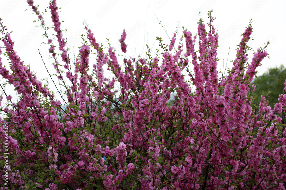 Fototapeta premium Cherry blossom