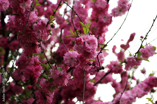 Cherry blossom