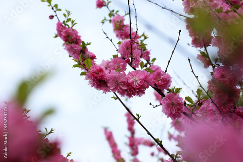 Cherry blossom