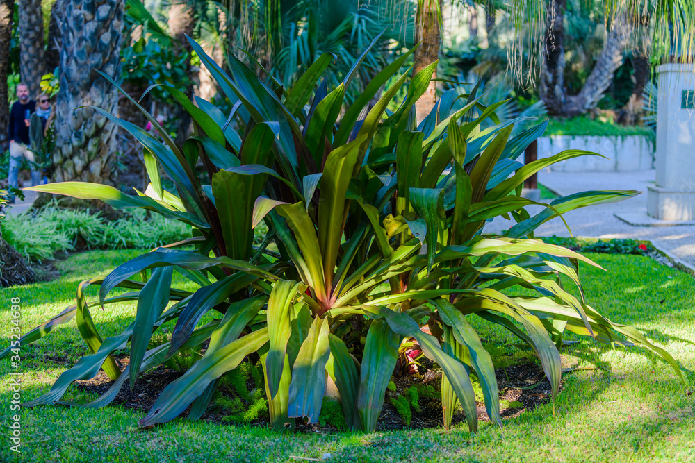 Obraz premium Palms in the botanical garden in the city of Elche. Alicante province. Spain