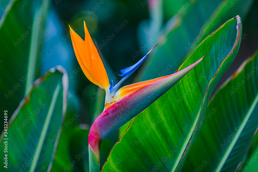 Obraz premium Flowers in a botanical garden in the city of Elche. Alicante province. Spain