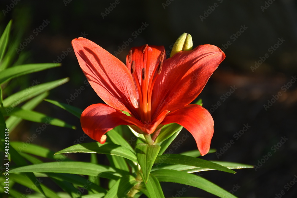 A red tiger lily flower in the sunshine A red tiger lily flower in the sunshine