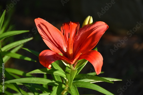 A red tiger lily flower in the sunshine