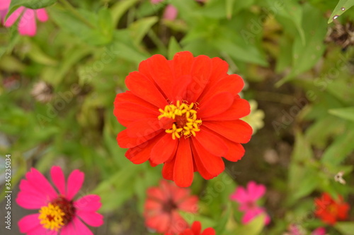 red flower in the garden