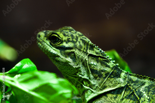 Lizard Close Up Black Background