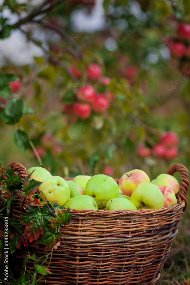 Crop of apples. A wicker basket with green and yellow apples. Autumn garden with apples. Gift of nature. Organic gardening. Crop of apples. A wicker basket with green and yellow apples. Autumn garden with apples. Gift of nature. Organic gardening.