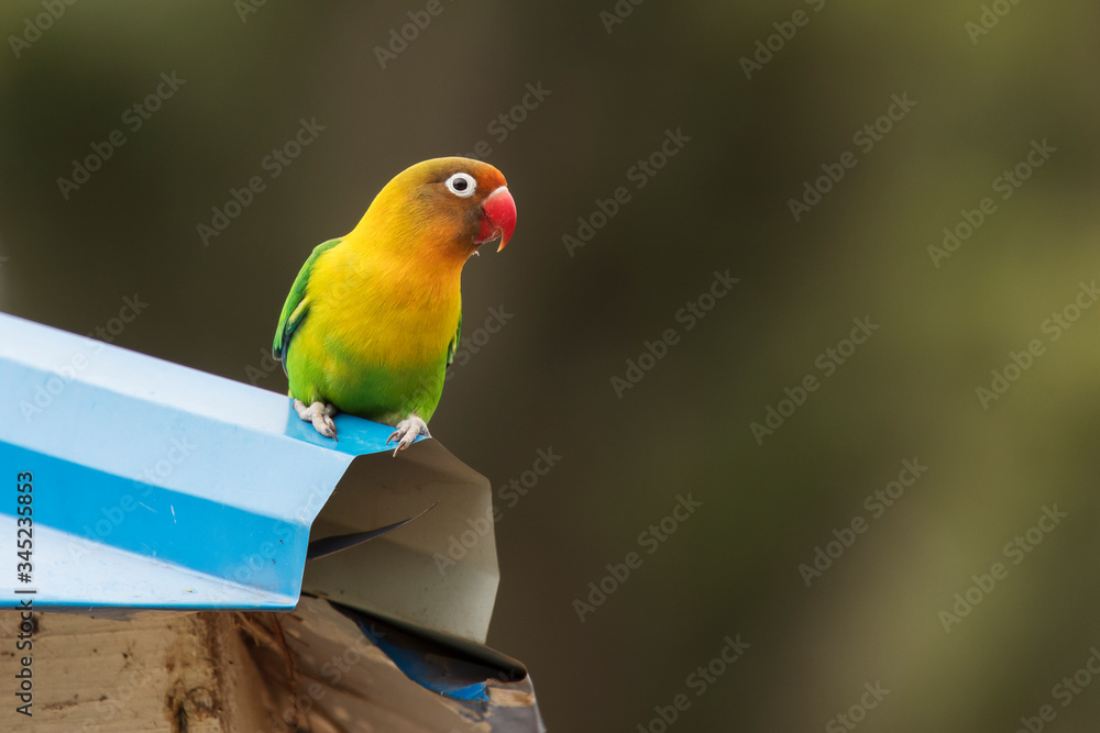 Beautiful colourful lovebirds playing at the roof of the house.