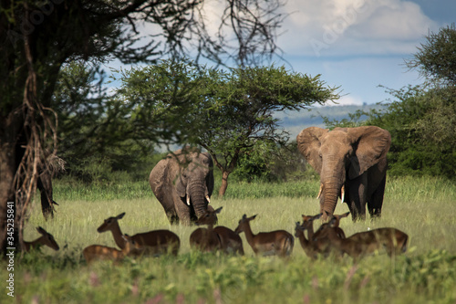 Beautiful elephants and impalas during safari in Tarangire National Park, Tanzania with trees in background.