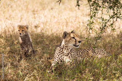 Cheetah together with her cubs in the grass during safari at Serengeti National Park in Tanzania. Wild nature of Africa..