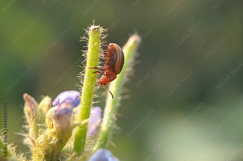 Fototapeta premium Leaf beetle - Red little beetles in the wild