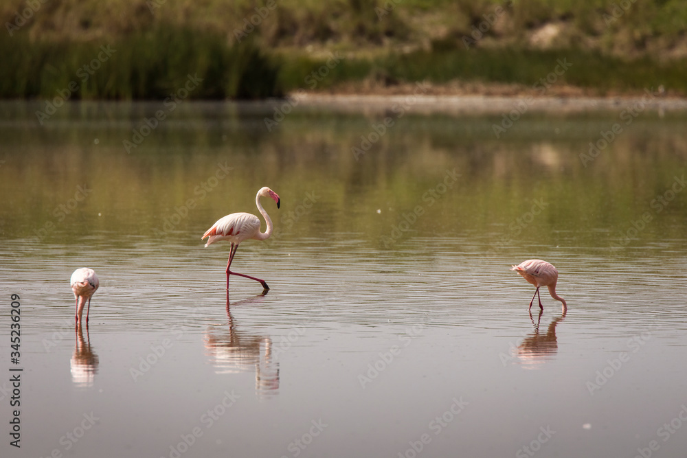 Group of flamingo birds during safari in Serengeti National Park, Tanzania. Wild nature of Africa