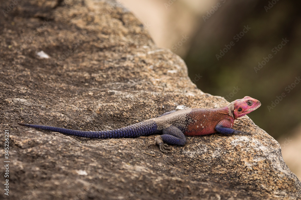 Colorful agama reptile during safari in National Park of Serengeti, Tanzania. Wild nature of Africa. Colorful agama reptile during safari in National Park of Serengeti, Tanzania. Wild nature of Africa.
