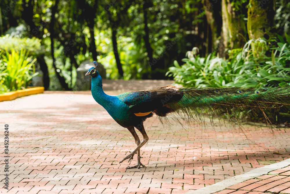 Beautiful peacock with spread wings. Zoo, tropical reserve Beautiful peacock with spread wings. Zoo, tropical reserve