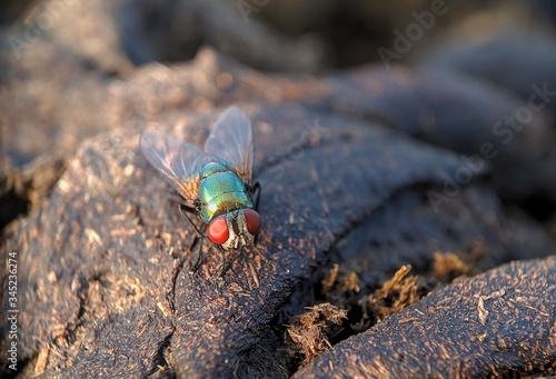 Oriental Latrine Fly - Green flies, close up details of flies. Flies on food