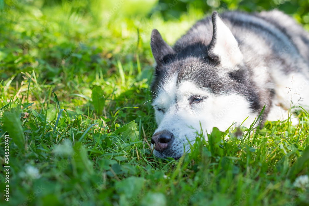 Portrait of happy and beautiful grey and white dog breed siberian husky sleeping, lying in the grass on sunny summer day. dog resting outdoor.Cute husky summer meadow.