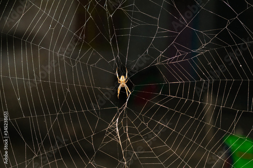Tableau sur toile A large brown orb weaver spider on its web