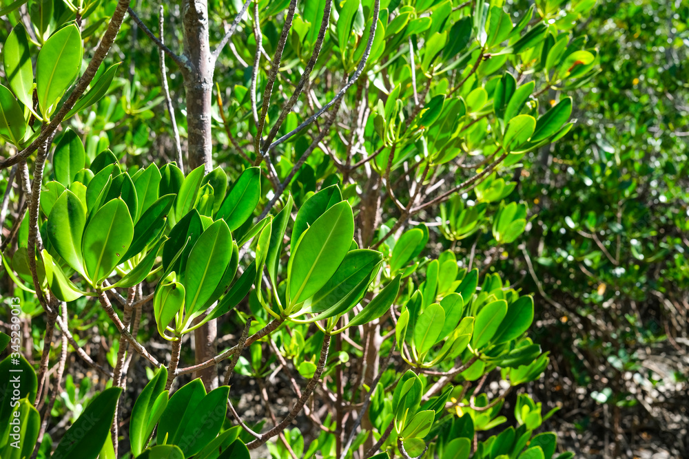 Mangrove forest Mangrove forest