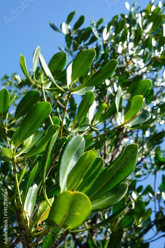 Mangrove leaves on a sunny day.