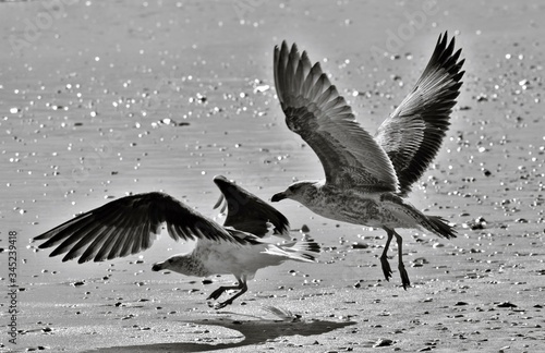 Close up of two young Seagulls on the beach © lehmannw