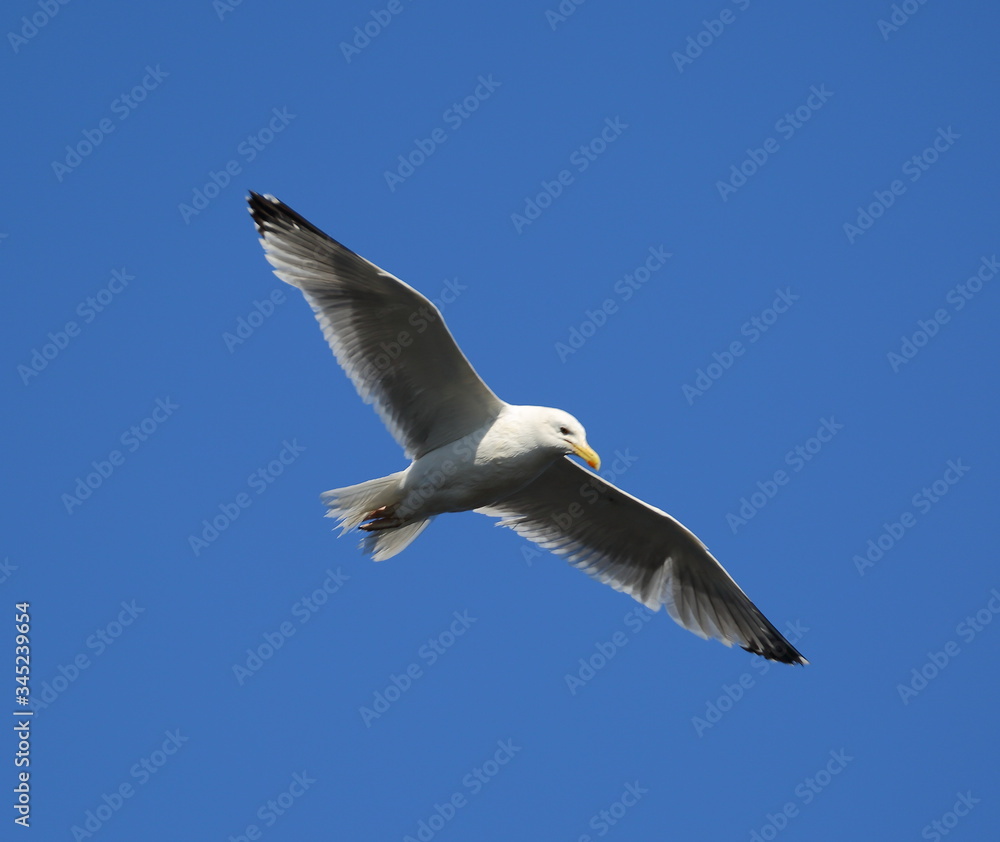 Flying Seagull against the sky Flying Seagull against the sky