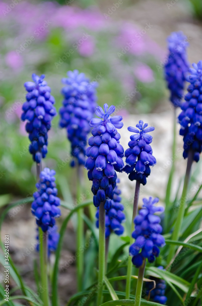 Spring flowers muscari in the garden Spring flowers muscari in the garden