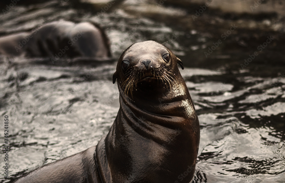 Fototapeta premium Sea lion