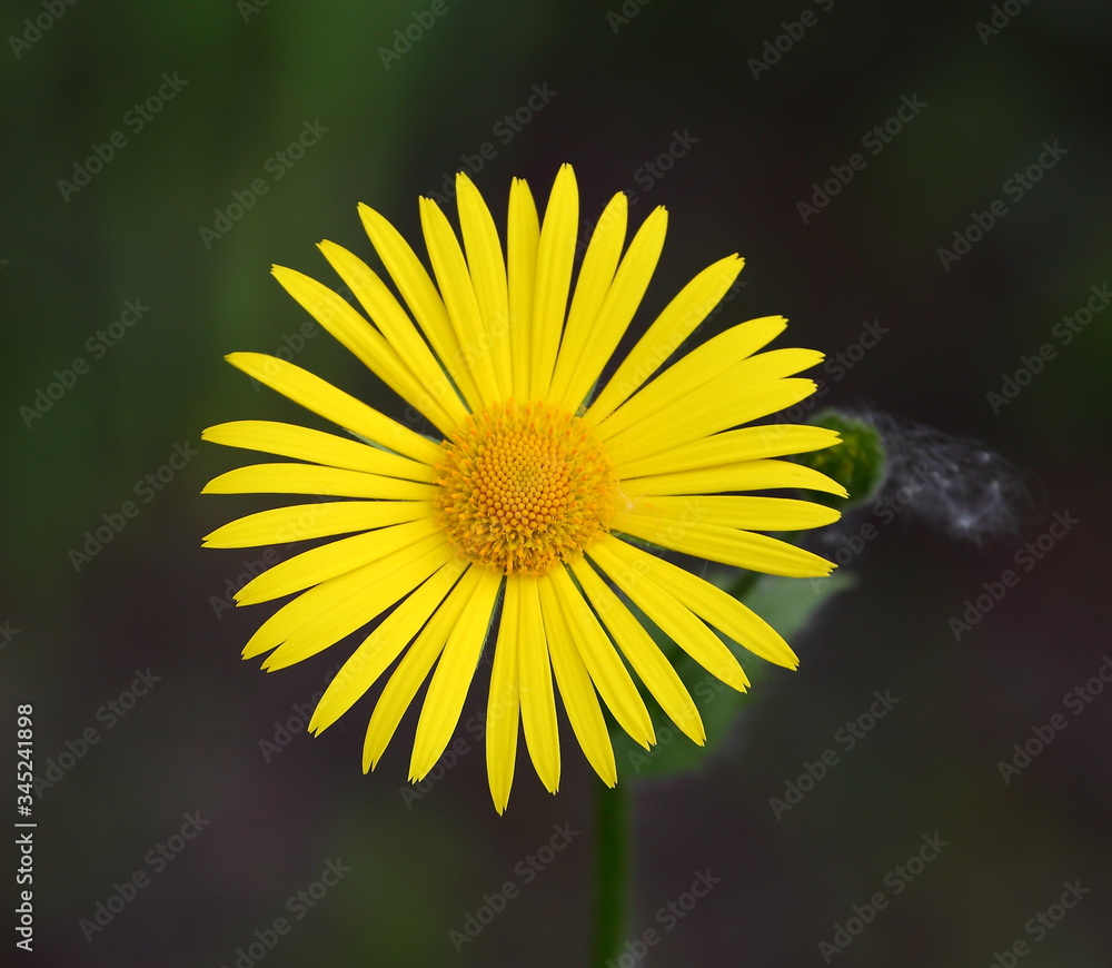 Obraz premium Yellow garden flower close up