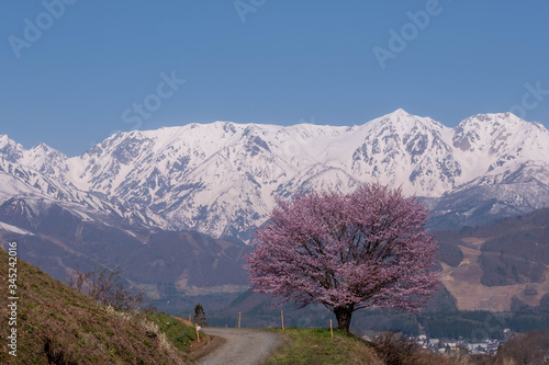 野平の桜と北アルプス