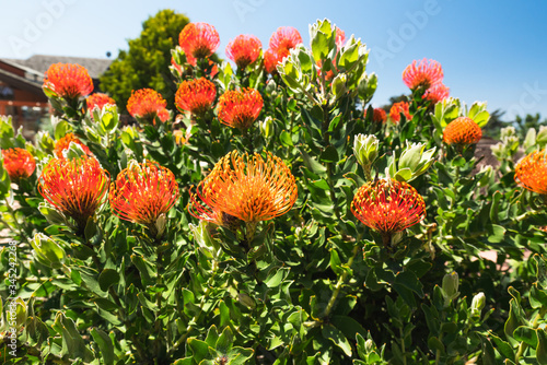 Orange Pincushion protea flower, needle protea. Beautiful tropical flowers in bloom photo