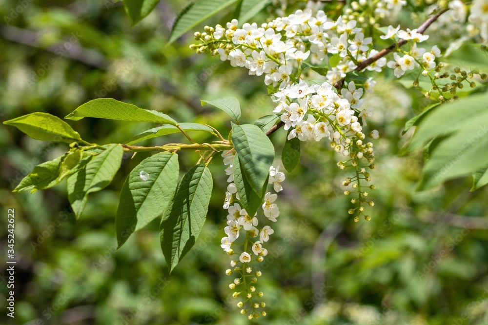 Bird cherry, white flowers in thickets of green leaves in spring nature Bird cherry, white flowers in thickets of green leaves in spring nature