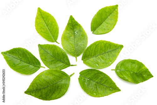 Fresh green tea leaves, drops of water, are isolated on a white background.