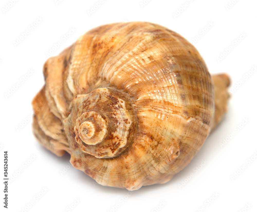 Big sea shell isolated on a white background. Big sea shell isolated on a white background.