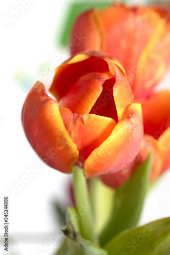 Red scarlet tulip flower in nature.