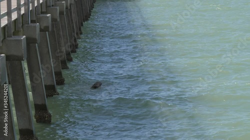 Brown pelican dives into the water near the pier. Slow motion of Pelican bird diving to hunt for fish. Pelican quickly dives into the water for fish near the pier. Pelican hunts near the sea pier.