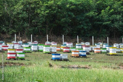 Beehives in bee farm © Deyan Georgiev