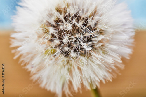 Macro shot of a dandelion on a brown-blue background. Close-up