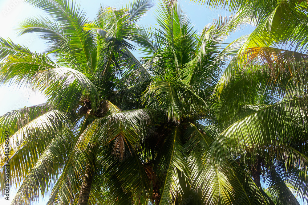 Large green branches on coconut trees against the sky