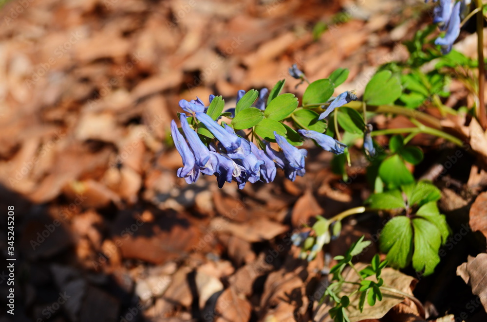 Corydalis cava, violet spring flowers of corydalis, macro, close-up Corydalis cava, violet spring flowers of corydalis, macro, close-up