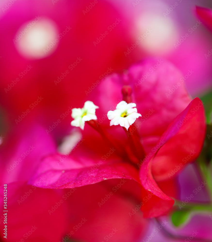 Beautiful red flowers on the nature Beautiful red flowers on the nature