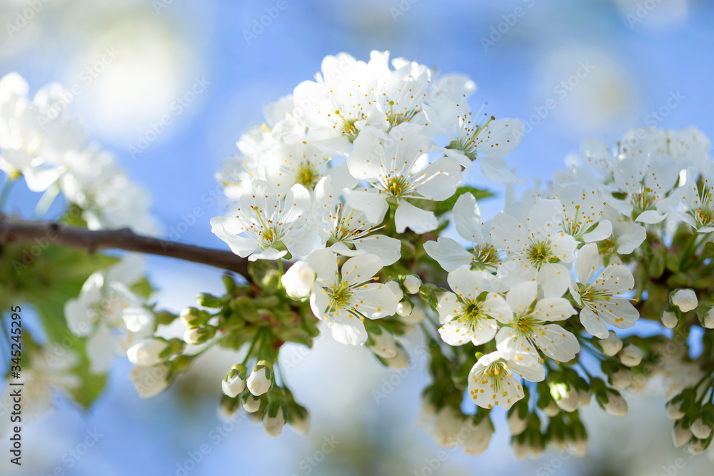 cherry tree blossom cherry tree blossom